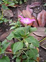 Impaciente - Impatiens hybride, cv Fanciful melange (fam Balsaminacees) (Tropical) (2) (Photo F. Mrugala)